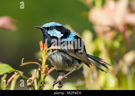 Superba Fata Wren, Malurus cyaneus a Port Arthur, Tasmania, Australia Foto Stock