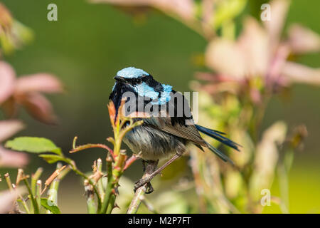 Superba Fata Wren, Malurus cyaneus a Port Arthur, Tasmania, Australia Foto Stock