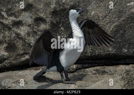 Nero-fronte, cormorano Phalacrocorax fuscescens a Cape Hauy, Tasman NP, Tasmania, Australia Foto Stock