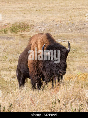 Un maestoso bufalo americano (Bison bison) sulla North American prateria. Foto Stock