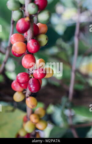 Ciliegie di caffè crudo con i chicchi di caffè sulla struttura ad albero su una piantagione di caffè Foto Stock