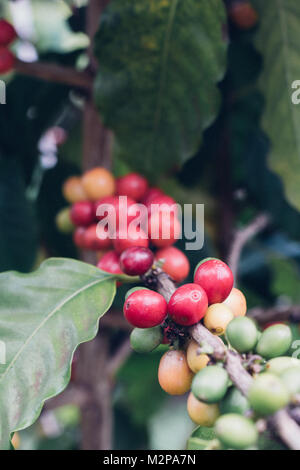 Ciliegie di caffè crudo con i chicchi di caffè sulla struttura ad albero su una piantagione di caffè Foto Stock