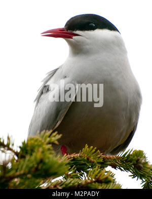 Arctic tern nel Parco Nazionale e Riserva del Lago Clark Foto Stock