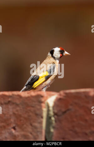 Unione cardellino, Carduelis carduelis presso il punto di batteria, Hobart, Tasmania, Australia Foto Stock