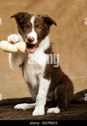 Nove settimane vecchio Border Collie cucciolo Foto Stock