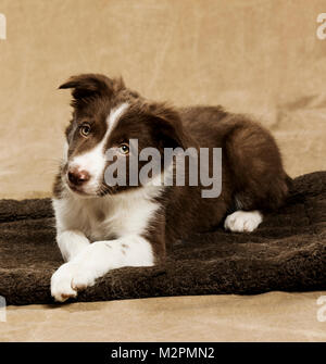 Nove settimane vecchio Border Collie cucciolo Foto Stock