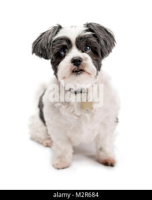 Carino, adorabile e peluche di nero o grigio e bianco Lhasa Apso cane isolato su di un bianco puro di sfondo per studio Foto Stock