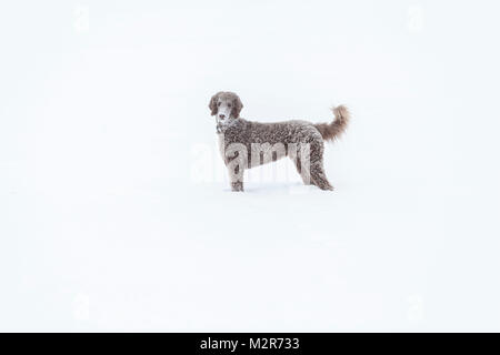 Un marrone royal poodle, completamente bianco da giocare nella neve Foto Stock