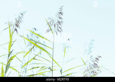 Famiglia di erba (Phragmites australis) nella parte posteriore della luce. Foto Stock