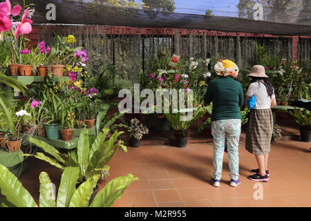 Peradeniya Kandy centrale Provincia dello Sri Lanka Peradeniya Royal Botanic Gardens turisti in casa delle orchidee Foto Stock