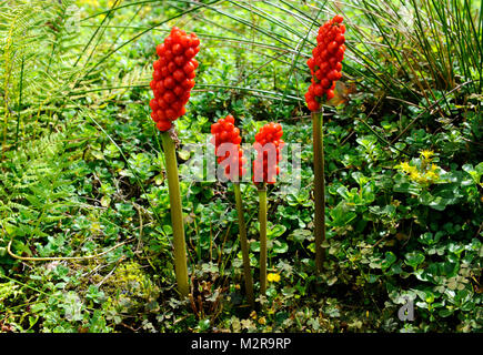 Rosso-arancione brillare i velenosi frutti multipli del la verga di Aronne, Arum maculatum, che sorge come una pianta selvatica sotto la protezione delle specie in via di estinzione Foto Stock