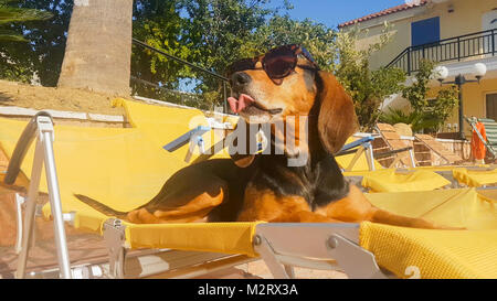 Divertente caccia cane su una chaise longue indossando occhiali da sole su un momento d'estate. Foto Stock