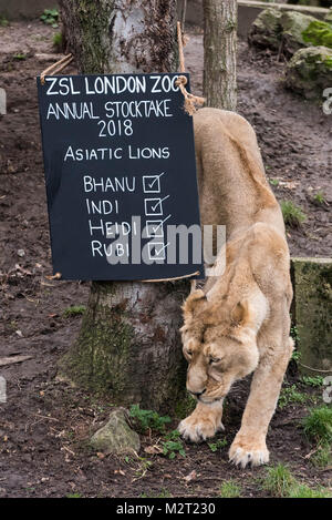 Londra, Regno Unito. 7 febbraio, 2018. Un leone asiatico è contata come parte della ZSL London Zoo constatazione annua a Londra, in Gran Bretagna il 7 febbraio, 2018. Credito: Ray codolo/Xinhua/Alamy Live News Foto Stock