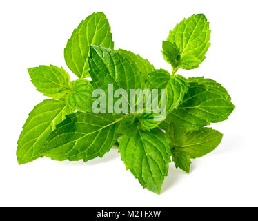 Menta fresca isolati su sfondo bianco Foto Stock