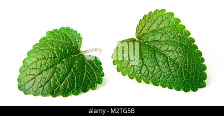 Erbe fresche, melissa isolato sul bianco Foto Stock