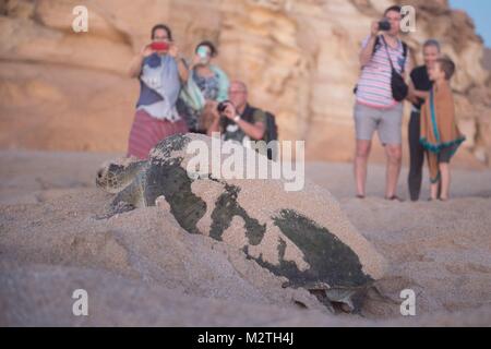 I turisti a guardare una tartaruga verde la deposizione delle uova sulla spiaggia di Ras Al Jinz Turtle Riserva di Ras Al Jinz, Oman, su 06.10.2017. | Utilizzo di tutto il mondo Foto Stock