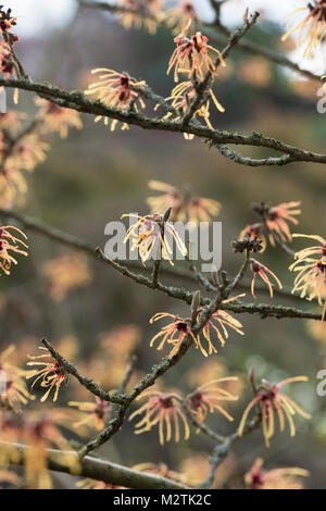 Hamamelis x intermedia "Aurora". Amamelide "Aurora" fioritura in inverno. RHS Wisley Gardens, Surrey, Regno Unito Foto Stock