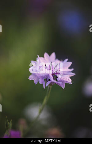 Fiori d'estate prati sulle banchine di Bielefeld, Foto Stock