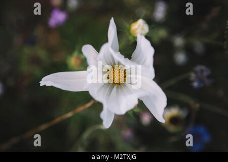 Fiori d'estate prati sulle banchine di Bielefeld, Foto Stock