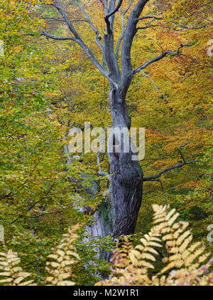 Quercia in autunno, Urwald Sababurg, Reinhardswald, Hessia, Germania Foto Stock