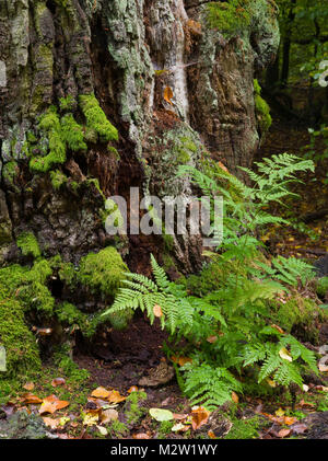 La felce, Urwald Sababurg, Reinhardswald, Hessia, Germania Foto Stock