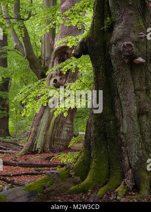 Vecchi alberi nel Urwald Sababurg, Reinhardswald, Hessia, Germania Foto Stock