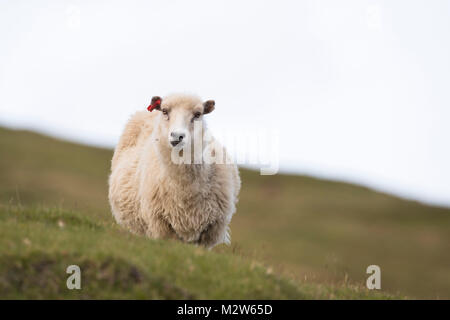 Pecore, delle isole Faerøer Foto Stock