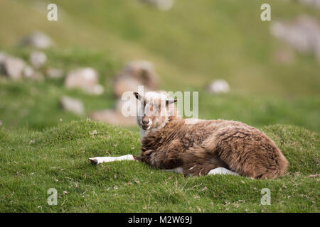 Pecore, delle isole Faerøer Foto Stock