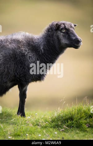 Pecore, delle isole Faerøer Foto Stock