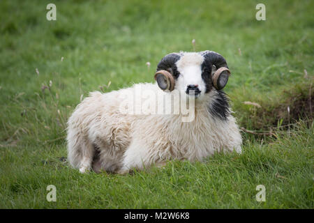 Pecore, delle isole Faerøer Foto Stock