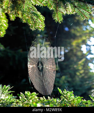 Web orb della croce spider per la cattura in estate indiana Foto Stock