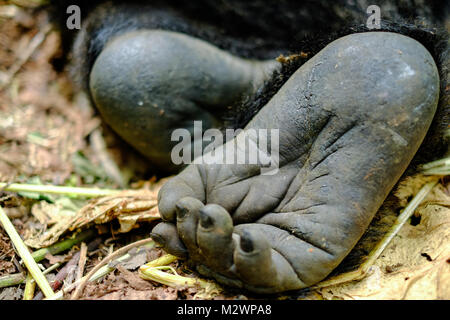 Close up di gorilla di montagna piede sul suolo della giungla. Foto Stock