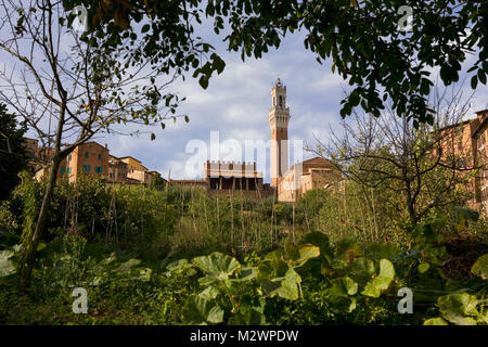 La parte posteriore del Palazzo Pubblico, con la Loggia dei nove e la Torre del Mangia, dall'Orto de' Pecci a Siena, Toscana, Italia Foto Stock