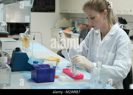 Ricercatore Alina Freiman prova la vitalità delle cellule presso i laboratori di base israeliana biotecnologia Biogroup Bonus società che applicano tecnologie innovative per la fornitura di tessuto trattato con ingegneria vitale di innesti ossei situato a Matam hi-tech park di Haifa, Israele. Biogroup Bonus diventa pubblico con la sua mondana tecnologia esclusiva che consente la crescita del vivo e attivo il tessuto umano al di fuori del corpo con i risultati della sperimentazione clinica in cui i pazienti hanno ottenuto lab-cresciuto il tessuto osseo dal proprio del paziente cellule di grasso e il trapianto è tornato in una chirurgia minimamente invasiva tramite iniezione. Foto Stock