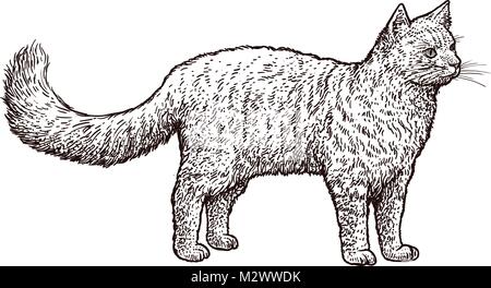 Gatto permanente illustrazione, disegno, incisione, inchiostro, line art, vettore Illustrazione Vettoriale