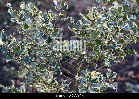 Ilex aquifolium 'Ferox argentea". Hedgehog Silver holly fogliame in inverno. Regno Unito Foto Stock