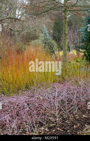 Cornus sericea 'Flaviramea', Golden-ramoscello sanguinello in un confine in inverno al RHS Wisley Gardens, Surrey, Inghilterra Foto Stock