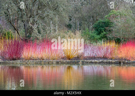 Cornus colorati, Salix e Rubus steli di piante riflettente nel lago a RHS Wisley Gardens, Inghilterra. Sanguinello,Willow e lampone steli in inverno Foto Stock