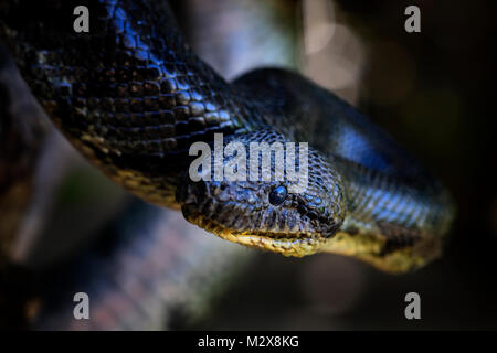 Madagascar Boa - Acrantophis madagascariensis, il più grande serpente del Madagascar foreste. Serpente endemiche. Foto Stock