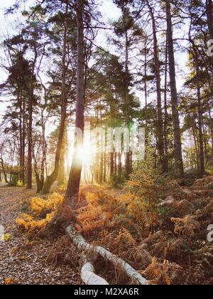 La luce del sole attraverso antichi boschi Foto Stock