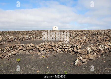 O VOI, Harí-a, Lanzarote, Las Palmas / Spagna: paesaggio di vigneti in un tipico di lava nera Campo di pietra con mura proteggono il vitigno del vento Foto Stock