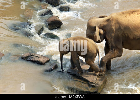 Gli elefanti sul Maha Oya fiume in Sri Lanka che è parte dell'Pinnawala l'Orfanotrofio degli elefanti. Foto Stock