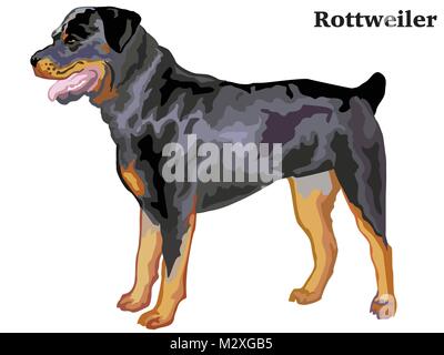 Ritratto di standing in profilo rottweiler, vettore illustrazione colorata isolati su sfondo bianco Illustrazione Vettoriale