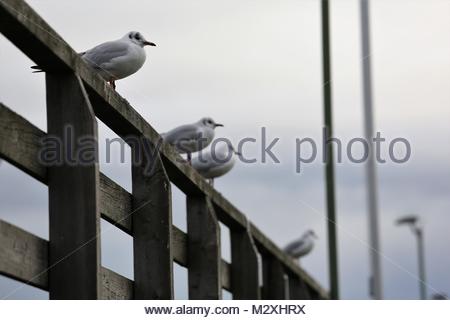 White gabbiani su un telaio di legno sulle rive del lago di Starnberg in Baviera, Germania su una giornata invernale e.. Foto Stock