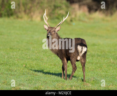 Gruppo di rossi e i cervi sika Deer Cervus Nippon su una palude di Dorset al tramonto in inverno. Foto Stock