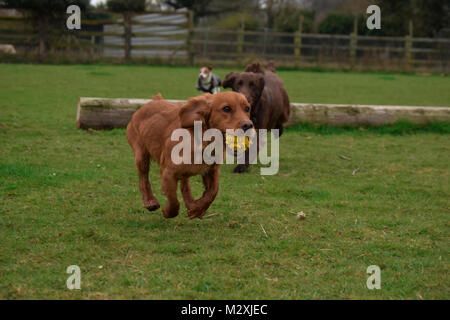 Golden cocker spaniel giocando una partita di fetch sul campo Foto Stock