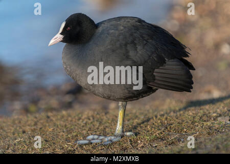 In Germania, la folaga (fulica atra). Foto Stock