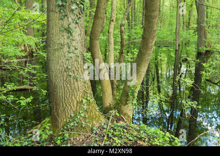 Germania, Baden-Württemberg, Weingartener Moor Naturschutzgebiet, molla in Weingartener Moor Foto Stock