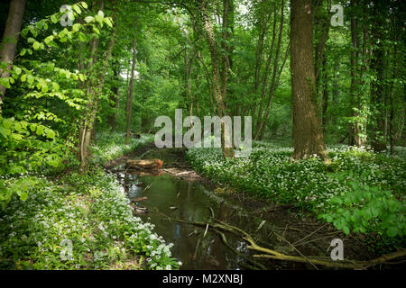 Germania, Baden-Württemberg, Weingartener Moor Naturschutzgebiet, aglio selvatico Allium ursinum. Foto Stock
