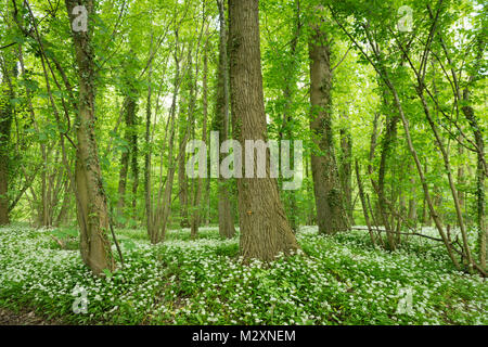 Germania, Baden-Württemberg, Weingartener Moor Naturschutzgebiet, aglio selvatico Allium ursinum Foto Stock